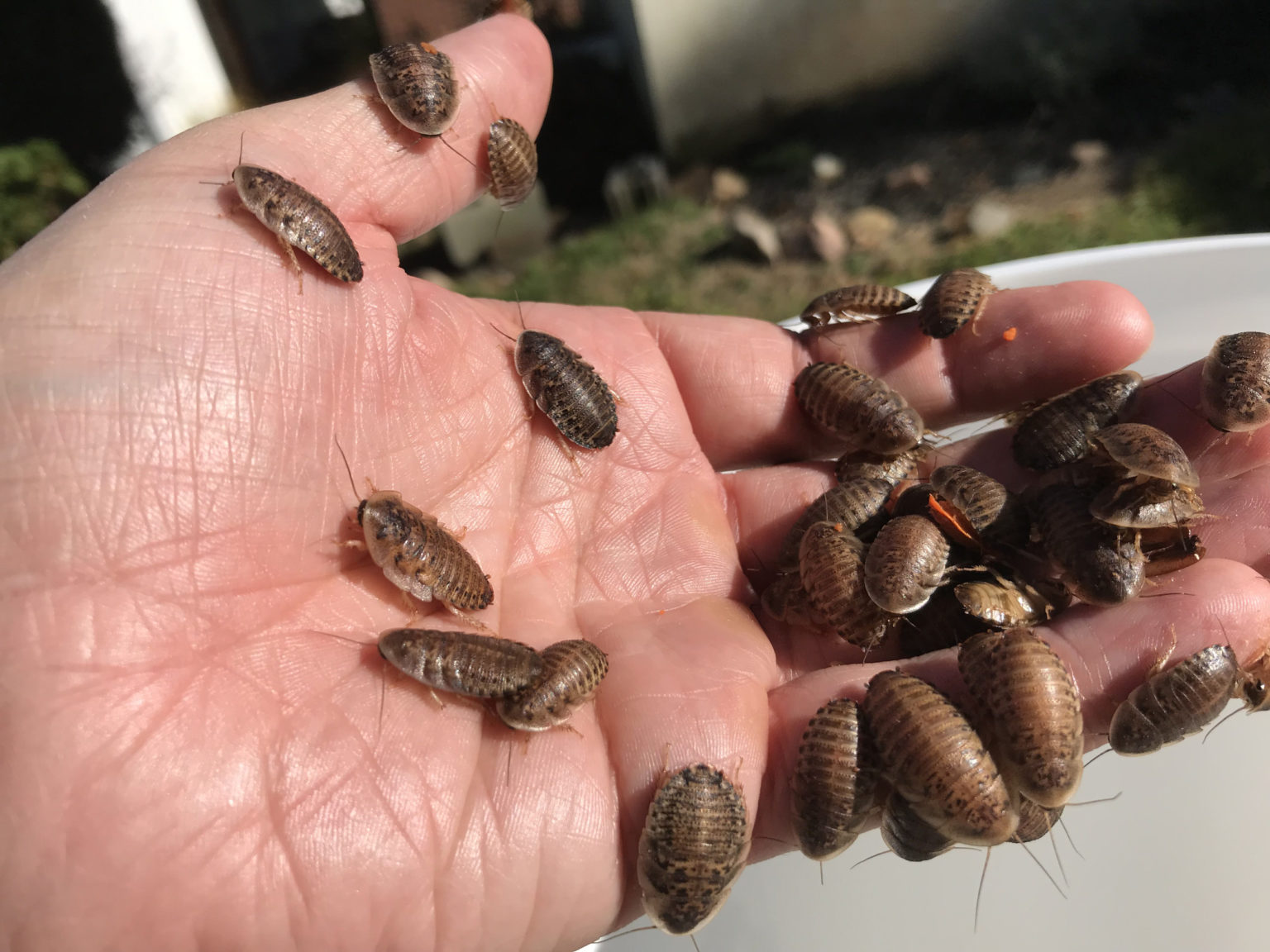 A bunch of bugs crawling on a persons hand
